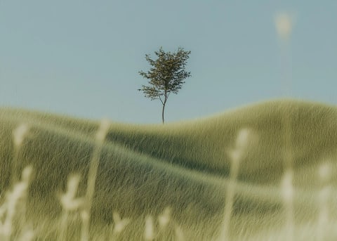 Solitary Tree on Dune
